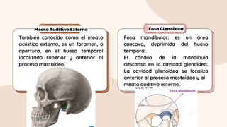 Meato Auditivo Externo Fosa Glenoidea
También conocido como el meato
acústico externo, es un foramen, o
apertura, en el hueso temporal
localizado superior y anterior al
proceso mastoideo.
Fosa mandibular: es un área
cóncava, deprimida del hueso
temporal.
El cóndilo de la mandíbula
descansa en la cavidad glenoidea.
La cavidad glenoidea se localiza
anterior al proceso mastoideo y al
meato auditivo externo.
 