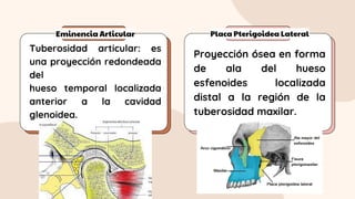 Eminencia Articular Placa Pterigoidea Lateral
Tuberosidad articular: es
una proyección redondeada
del
hueso temporal localizada
anterior a la cavidad
glenoidea.
Proyección ósea en forma
de ala del hueso
esfenoides localizada
distal a la región de la
tuberosidad maxilar.
 