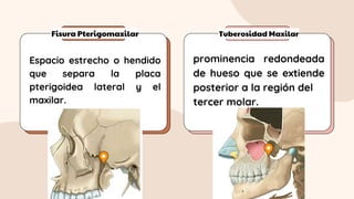 Fisura Pterigomaxilar Tuberosidad Maxilar
Espacio estrecho o hendido
que separa la placa
pterigoidea lateral y el
maxilar.
prominencia redondeada
de hueso que se extiende
posterior a la región del
tercer molar.
 