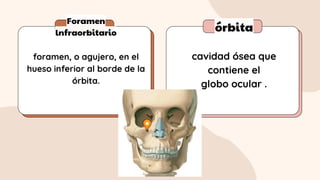 Foramen
lnfraorbitario órbita
foramen, o agujero, en el
hueso inferior al borde de la
órbita.
cavidad ósea que
contiene el
globo ocular .
 