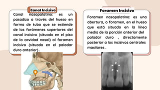 Canal Incisivo Foramen Incisivo
Canal nasopalatino: es un
pasadizo a través del hueso en
forma de tubo que se extiende
de los forámenes superiores del
canal incisivo (situado en el piso
de la cavidad nasal) al foramen
incisivo (situado en el paladar
duro anterior) .
Foramen nasopalatino: es una
abertura, o foramen, en el hueso
que está situado en la línea
media de la porción anterior del
paladar duro , directamente
posterior a los incisivos centrales
maxilares .
 