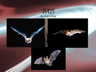 BATS By Charles Zhang 