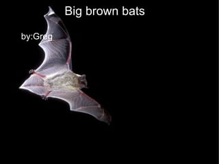 Big brown bats ,[object Object]