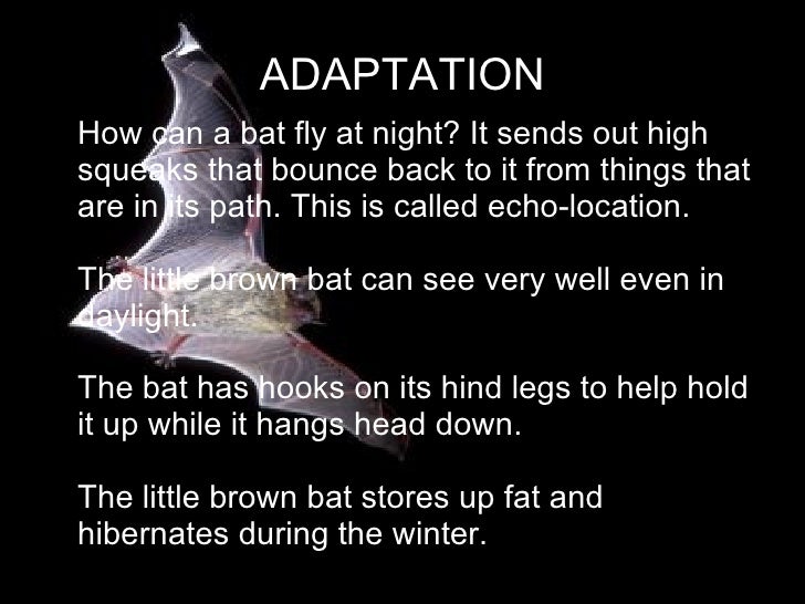 Brown bats by Greg