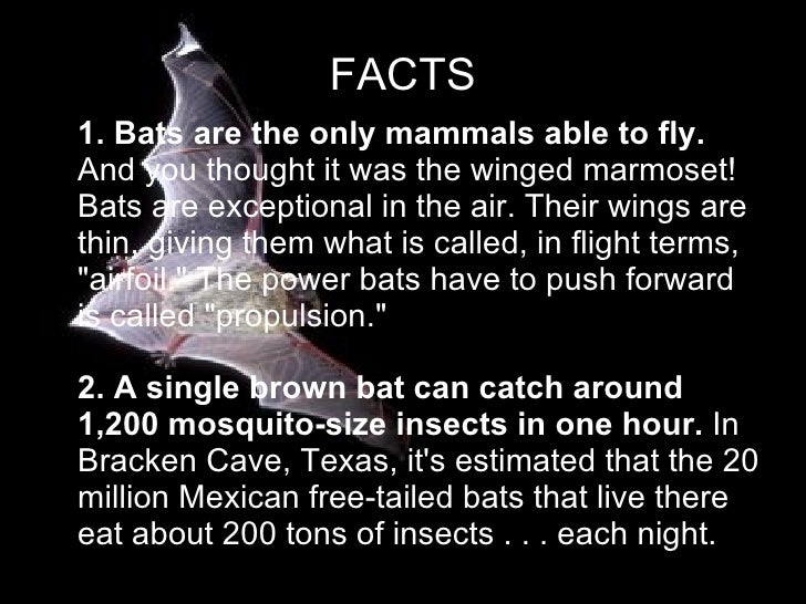 Brown bats by Greg