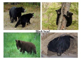 Black bear! 
 