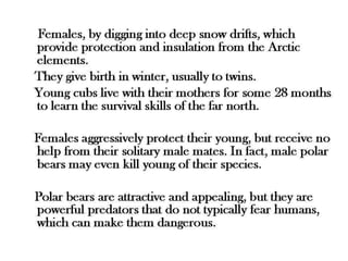 Females, by digging into deep snow drifts, which 
provide protection and insulation from the Arctic 
elements. 
They give birth in winter, usually to twins. 
Young cubs live with their mothers for some 28 
months to learn the survival skills of the far north. 
Females aggressively protect their young, but 
receive no help from their solitary male mates. In 
fact, male polar bears may even kill young of their 
species. 
Polar bears are attractive and appealing, but they 
are powerful predators that do not typically fear 
humans, which can make them dangerous. 
 