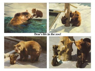 Bear’s life in the zoo! 
 