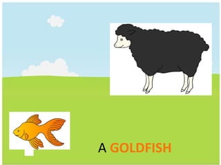 A GOLDFISH 
 