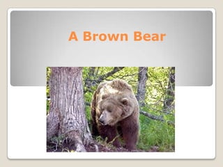 A Brown Bear
 
