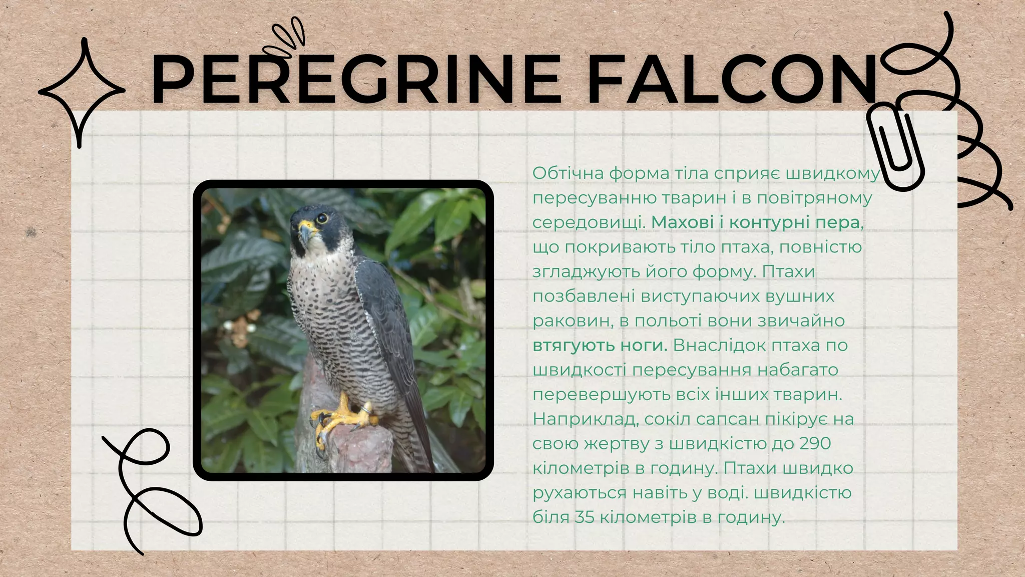Обтічна форма тіла сприяє швидкому
пересуванню тварин і в повітряному
середовищі. Махові і контурні пера,
що покривають тіло птаха, повністю
згладжують його форму. Птахи
позбавлені виступаючих вушних
раковин, в польоті вони звичайно
втягують ноги. Внаслідок птаха по
швидкості пересування набагато
перевершують всіх інших тварин.
Наприклад, сокіл сапсан пікірує на
свою жертву з швидкістю до 290
кілометрів в годину. Птахи швидко
рухаються навіть у воді. швидкістю
біля 35 кілометрів в годину.
 