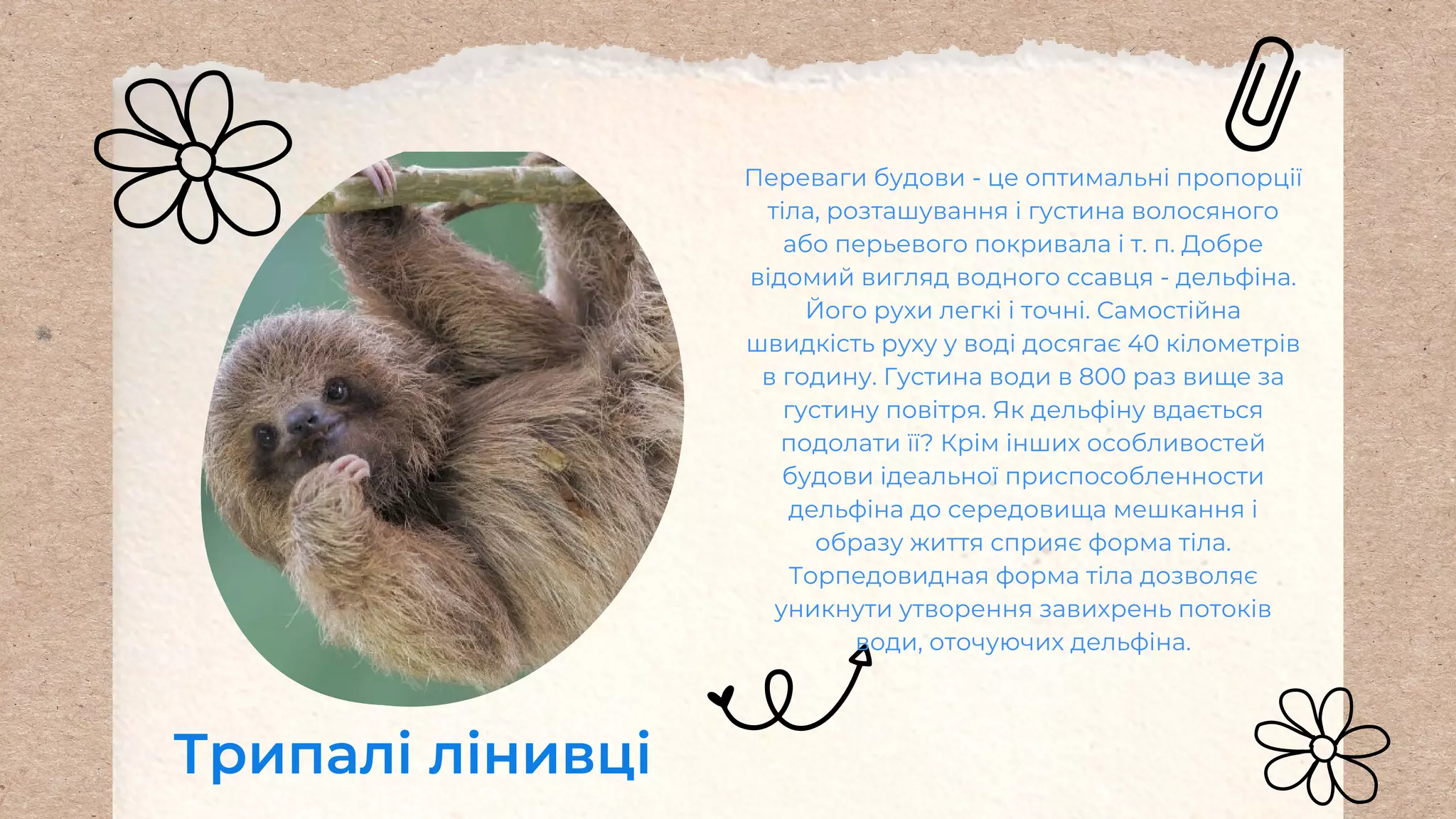 Трипалі лінивці
Переваги будови - це оптимальні пропорції
тіла, розташування і густина волосяного
або перьевого покривала і т. п. Добре
відомий вигляд водного ссавця - дельфіна.
Його рухи легкі і точні. Самостійна
швидкість руху у воді досягає 40 кілометрів
в годину. Густина води в 800 раз вище за
густину повітря. Як дельфіну вдається
подолати її? Крім інших особливостей
будови ідеальної приспособленности
дельфіна до середовища мешкання і
образу життя сприяє форма тіла.
Торпедовидная форма тіла дозволяє
уникнути утворення завихрень потоків
води, оточуючих дельфіна.
 