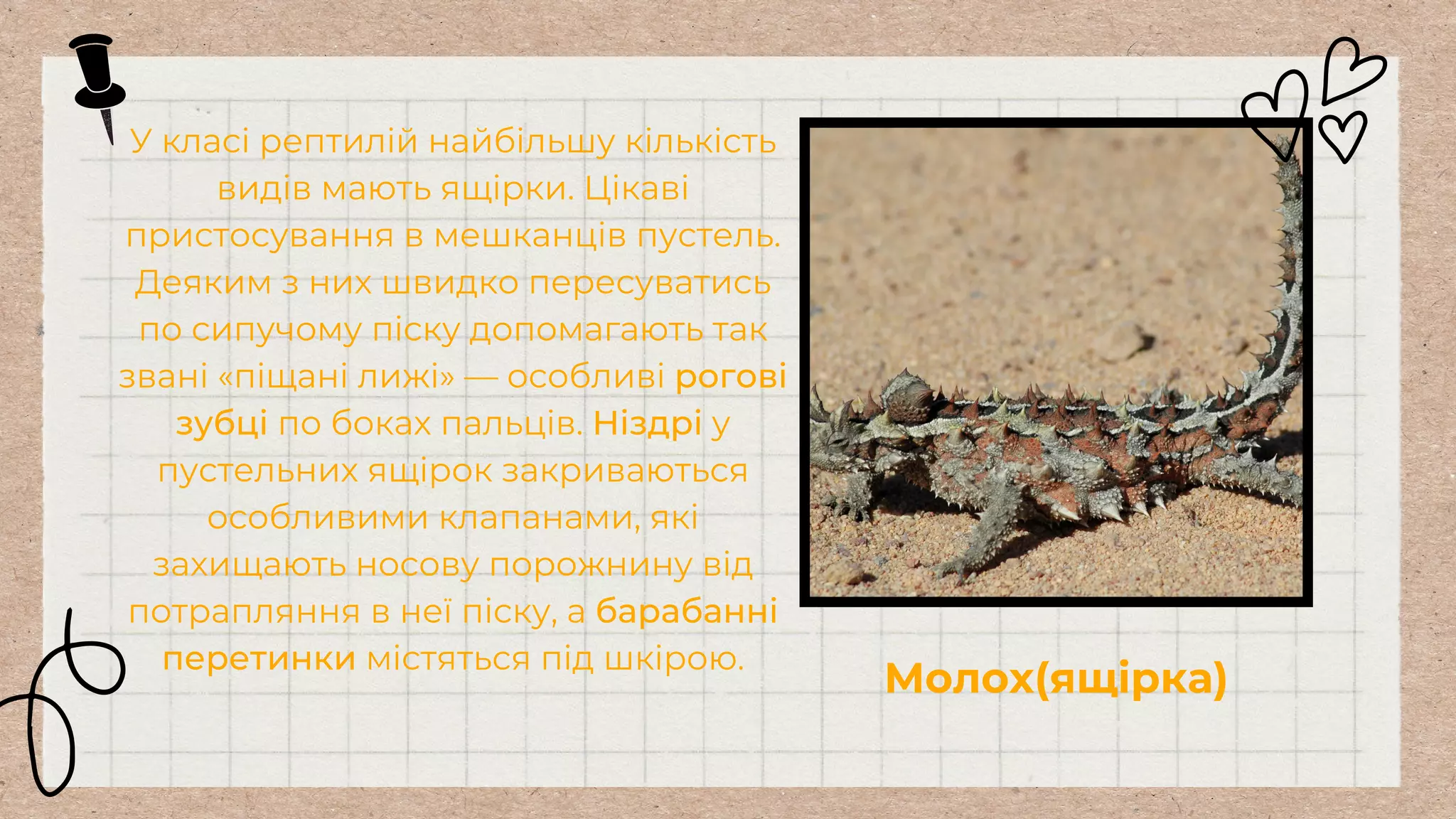 У класі рептилій найбільшу кількість
видів мають ящірки. Цікаві
пристосування в мешканців пустель.
Деяким з них швидко пересуватись
по сипучому піску допомагають так
звані «піщані лижі» — особливі рогові
зубці по боках пальців. Ніздрі у
пустельних ящірок закриваються
особливими клапанами, які
захищають носову порожнину від
потрапляння в неї піску, а барабанні
перетинки містяться під шкірою.
Молох(ящірка)
 