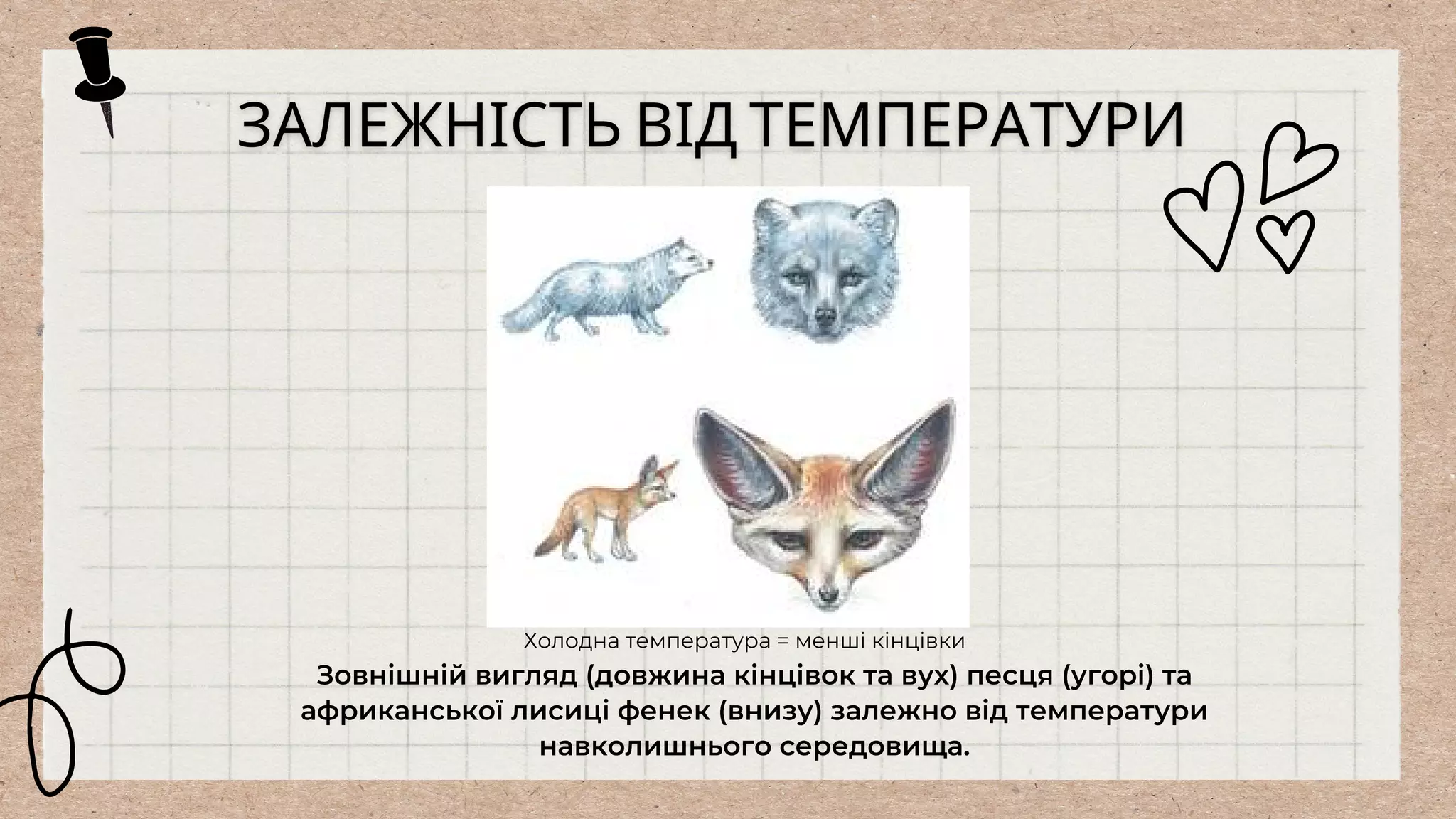 Холодна температура = менші кінцівки
Зовнішній вигляд (довжина кінцівок та вух) песця (угорі) та
африканської лисиці фенек (внизу) залежно від температури
навколишнього середовища.
 