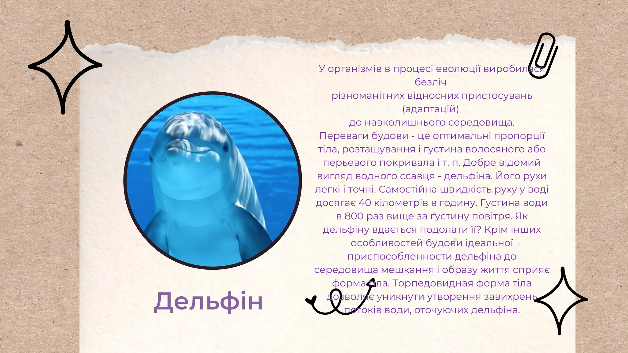 Дельфін
У організмів в процесі еволюції виробилася
безліч
різноманітних відносних пристосувань
(адаптацій)
до навколишнього середовища.
Переваги будови - це оптимальні пропорції
тіла, розташування і густина волосяного або
перьевого покривала і т. п. Добре відомий
вигляд водного ссавця - дельфіна. Його рухи
легкі і точні. Самостійна швидкість руху у воді
досягає 40 кілометрів в годину. Густина води
в 800 раз вище за густину повітря. Як
дельфіну вдається подолати її? Крім інших
особливостей будови ідеальної
приспособленности дельфіна до
середовища мешкання і образу життя сприяє
форма тіла. Торпедовидная форма тіла
дозволяє уникнути утворення завихрень
потоків води, оточуючих дельфіна.
 