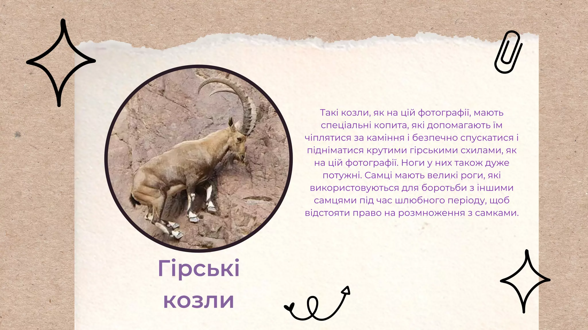 Гірські
козли
Такі козли, як на цій фотографії, мають
спеціальні копита, які допомагають їм
чіплятися за каміння і безпечно спускатися і
підніматися крутими гірськими схилами, як
на цій фотографії. Ноги у них також дуже
потужні. Самці мають великі роги, які
використовуються для боротьби з іншими
самцями під час шлюбного періоду, щоб
відстояти право на розмноження з самками.
 