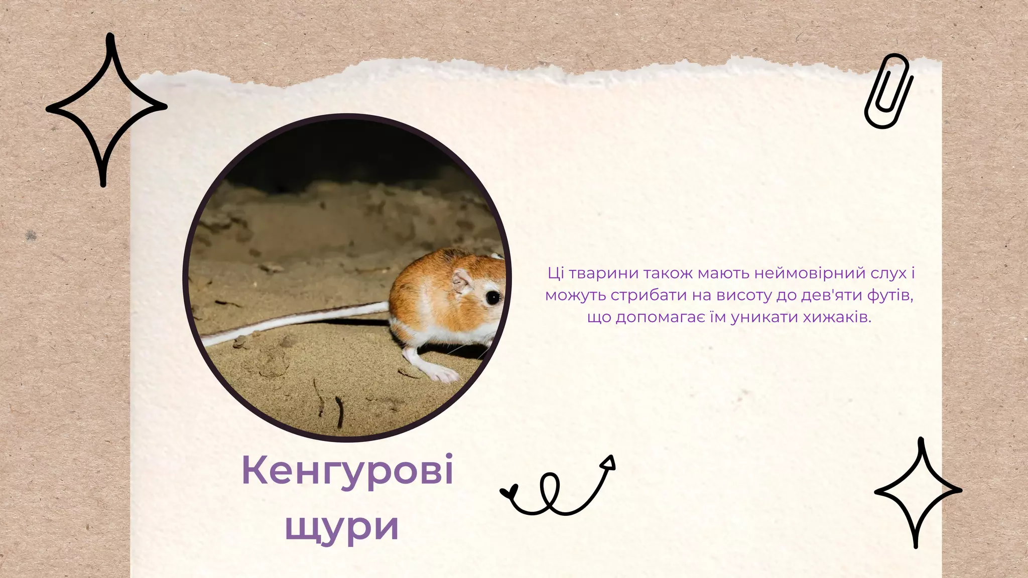 Кенгурові
щури
Ці тварини також мають неймовірний слух і
можуть стрибати на висоту до дев'яти футів,
що допомагає їм уникати хижаків.
 