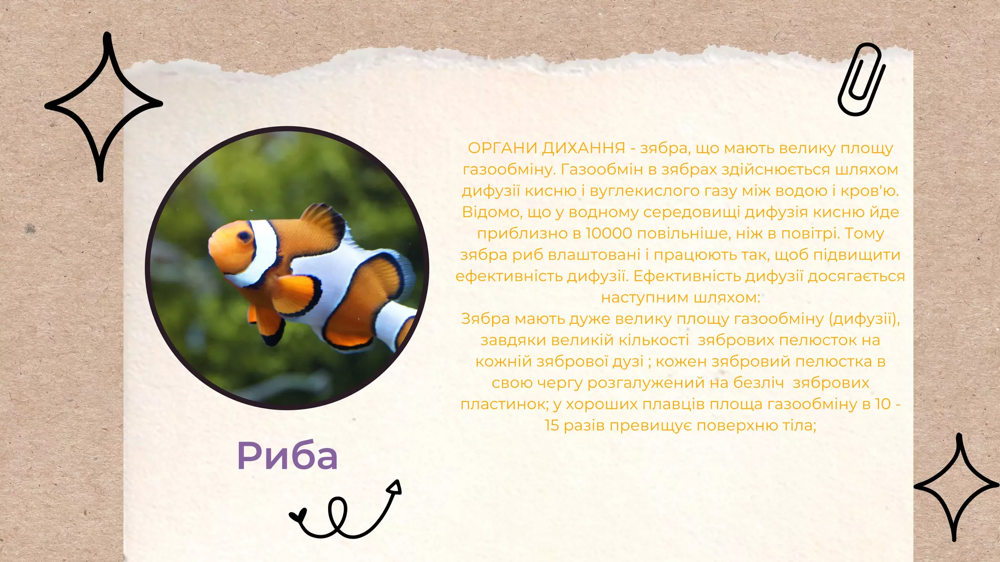 Риба
ОРГАНИ ДИХАННЯ - зябра, що мають велику площу
газообміну. Газообмін в зябрах здійснюється шляхом
дифузії кисню і вуглекислого газу між водою і кров'ю.
Відомо, що у водному середовищі дифузія кисню йде
приблизно в 10000 повільніше, ніж в повітрі. Тому
зябра риб влаштовані і працюють так, щоб підвищити
ефективність дифузії. Ефективність дифузії досягається
наступним шляхом:
Зябра мають дуже велику площу газообміну (дифузії),
завдяки великій кількості зябрових пелюсток на
кожній зябрової дузі ; кожен зябровий пелюстка в
свою чергу розгалужений на безліч зябрових
пластинок; у хороших плавців площа газообміну в 10 -
15 разів превищує поверхню тіла;
 