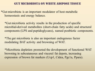 BROWNING OF WHITE ADIPOSE TISSUE  BY  GUT-MICROBIOTA.pdf