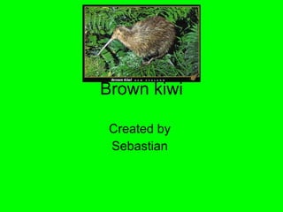 Brown kiwi Created by  Sebastian  