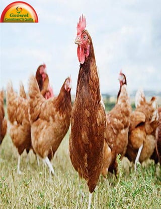 Brown Layer
Poultry Farming
Guide
 
