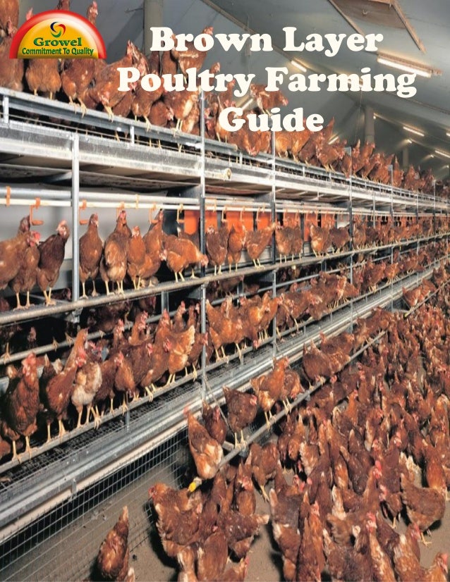Brown Layer Poultry Farming Guide