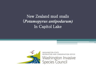 New Zealand mud snails
(Potamopyrus antipodarum)
In Capitol Lake
 