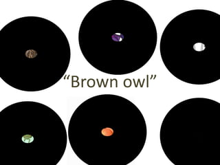 “Brown owl”
 