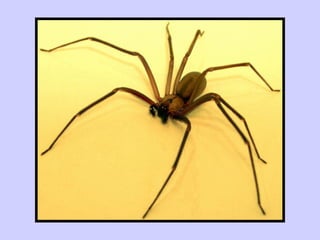 Woodlouse Spiders  Miche Pest Control