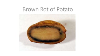 Brown Rot of Potato
 