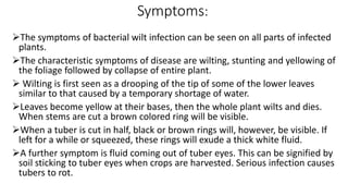 Symptoms:
The symptoms of bacterial wilt infection can be seen on all parts of infected
plants.
The characteristic symptoms of disease are wilting, stunting and yellowing of
the foliage followed by collapse of entire plant.
 Wilting is first seen as a drooping of the tip of some of the lower leaves
similar to that caused by a temporary shortage of water.
Leaves become yellow at their bases, then the whole plant wilts and dies.
When stems are cut a brown colored ring will be visible.
When a tuber is cut in half, black or brown rings will, however, be visible. If
left for a while or squeezed, these rings will exude a thick white fluid.
A further symptom is fluid coming out of tuber eyes. This can be signified by
soil sticking to tuber eyes when crops are harvested. Serious infection causes
tubers to rot.
 