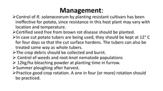 Management:
Control of R. solanacearum by planting resistant cultivars has been
ineffective for potato, since resistance in this host plant may vary with
location and temperature.
Certified seed free from brown rot disease should be planted.
In case cut potato tubers are being used, they should be kept at 12° C
for four days so that the cut surface hardens. The tubers can also be
treated same way as whole tubers.
The crop debris should be collected and burnt.
 Control of weeds and root-knot nematode populations
 12kg/ha bleaching powder at planting time in furrow.
Summer ploughing after harvest.
Practice good crop rotation. A one in four (or more) rotation should
be practiced.
 