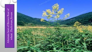 Alternate
host
of
Brown
Rust
of
wheat:
Thalictrum
flavum
 