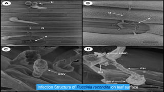 Infection Structure of Puccinia recondita on leaf surface
 