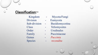 Classification:-
Kingdom - Mycota/Fungi
Division - Eumycota
Sub-division - Basidiomycotina
Class - Teliomycetes
Order - Uredinales
Family - Pucciniaceae
Genus - Puccinia
Species - recondita
 