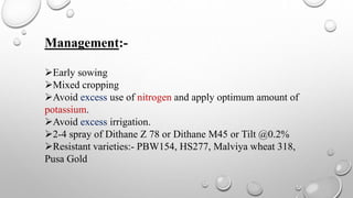 Management:-
Early sowing
Mixed cropping
Avoid excess use of nitrogen and apply optimum amount of
potassium.
Avoid excess irrigation.
2-4 spray of Dithane Z 78 or Dithane M45 or Tilt @0.2%
Resistant varieties:- PBW154, HS277, Malviya wheat 318,
Pusa Gold
 