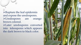 Rupture the leaf epidermis
and expose the uredospores.
Uredospores are orange-
brown colored.
Later uredospores converted
into teleospores which appears
the dark brown to black color.
 