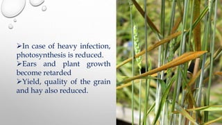 In case of heavy infection,
photosynthesis is reduced.
Ears and plant growth
become retarded
Yield, quality of the grain
and hay also reduced.
 