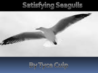 Satisfying Seagulls By Tyce Culp 