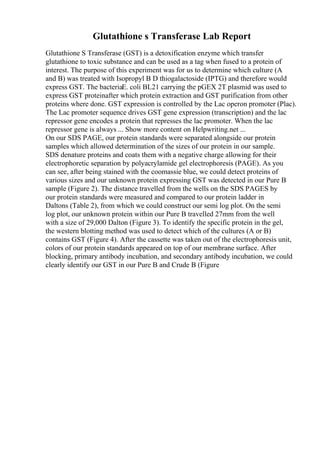 Glutathione s Transferase Lab Report
Glutathione S Transferase (GST) is a detoxification enzyme which transfer
glutathione to toxic substance and can be used as a tag when fused to a protein of
interest. The purpose of this experiment was for us to determine which culture (A
and B) was treated with Isopropyl B D thiogalactoside (IPTG) and therefore would
express GST. The bacteriaE. coli BL21 carrying the pGEX 2T plasmid was used to
express GST proteinafter which protein extraction and GST purification from other
proteins where done. GST expression is controlled by the Lac operon promoter (Plac).
The Lac promoter sequence drives GST gene expression (transcription) and the lac
repressor gene encodes a protein that represses the lac promoter. When the lac
repressor gene is always ... Show more content on Helpwriting.net ...
On our SDS PAGE, our protein standards were separated alongside our protein
samples which allowed determination of the sizes of our protein in our sample.
SDS denature proteins and coats them with a negative charge allowing for their
electrophoretic separation by polyacrylamide gel electrophoresis (PAGE). As you
can see, after being stained with the coomassie blue, we could detect proteins of
various sizes and our unknown protein expressing GST was detected in our Pure B
sample (Figure 2). The distance travelled from the wells on the SDS PAGES by
our protein standards were measured and compared to our protein ladder in
Daltons (Table 2), from which we could construct our semi log plot. On the semi
log plot, our unknown protein within our Pure B travelled 27mm from the well
with a size of 29,000 Dalton (Figure 3). To identify the specific protein in the gel,
the western blotting method was used to detect which of the cultures (A or B)
contains GST (Figure 4). After the cassette was taken out of the electrophoresis unit,
colors of our protein standards appeared on top of our membrane surface. After
blocking, primary antibody incubation, and secondary antibody incubation, we could
clearly identify our GST in our Pure B and Crude B (Figure
 