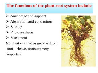 root microbial interaction for crop improvement seminar ppt | PPT