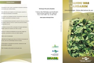 Pontos fortes
?Fornecida no cocho, reduz a quantidade necessária de alimento
concentrado para novilhas leiteiras.
?Boa alternativa para rotação com cana-de-açúcar, atuando na
diminuição da população de nematoides.
?O consórcio com pastagens permite o fornecimento contínuo de
nitrogênio, aumentando a produção do capim.
?É um excelente biodescompactador natural do solo que, por meio de
seu sistema radicular, promove a ruptura de possíveis camadas
compactadas do solo.
?Aumenta em cerca de 20% a produção de forragem destinada à
silagem quando em consórcio com milho ou sorgo.
?Promove a melhoria da fertilidade dos solos pela ciclagem de
nutrientes, aumentando os teores de matéria orgânica.
?Baixo custo de implantação.
?Alternativa de forrageira para áreas com histórico de escassez de
chuvas, para uso na alimentação animal e humana.
?Uniformidade na maturação de sementes, resultando em alta
produtividade e qualidade.
?Bem manejada, pode persistir por até quatro anos.
GUANDU BRS
MANDARIM
Uma tecnologia. Várias alternativas de uso
Embrapa Pecuária Sudeste
Endereço: Rod. Washington Luiz, Km 234 Caixa
Postal 339 São Carlos/SP, CEP 13560-970
Fone: 16 3411 5600 - Fax: 16 3361 5754
www.cppse.embrapa.br/sac
Ano:2012-Tiragem:500exemplares
 