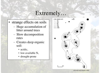 Extremely…
• strange effects on soils
– Huge accumulation of
litter around trees
– Slow decomposition
rates
– Creates deep organic
soil:
• acidic,
• low available N,
• drought-prone
(Silvester and Orchard 1999)
 