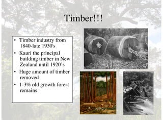 Timber!!!
• Timber industry from
1840-late 1930's
• Kauri the principal
building timber in New
Zealand until 1920’s
• Huge amount of timber
removed
• 1-3% old growth forest
remains
 