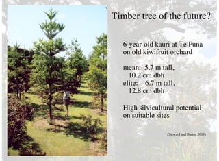 6-year-old kauri at Te Puna
on old kiwifruit orchard
mean: 5.7 m tall,
10.2 cm dbh
elite: 6.7 m tall,
12.8 cm dbh
High silvicultural potential
on suitable sites
Timber tree of the future?
(Steward and Barton 2003)
 