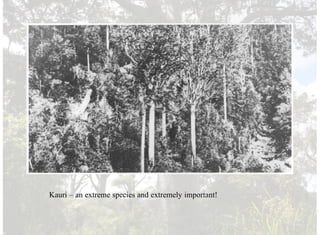 Kauri – an extreme species and extremely important!
 