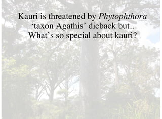 Kauri is threatened by Phytophthora
‘taxon Agathis’ dieback but..
What’s so special about kauri?
 