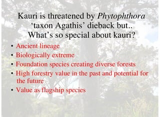 Kauri is threatened by Phytophthora
‘taxon Agathis’ dieback but..
What’s so special about kauri?
• Ancient lineage
• Biologically extreme
• Foundation species creating diverse forests
• High forestry value in the past and potential for
the future
• Value as flagship species
 