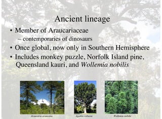 Ancient lineage
• Member of Araucariaceae
– contemporaries of dinosaurs
• Once global, now only in Southern Hemisphere
• Includes monkey puzzle, Norfolk Island pine,
Queensland kauri, and Wollemia nobilis
Araucaria araucana Wollemia nobilisAgathis robusta
 