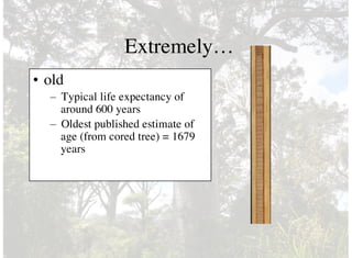 Extremely…
• old
– Typical life expectancy of
around 600 years
– Oldest published estimate of
age (from cored tree) = 1679
years
 